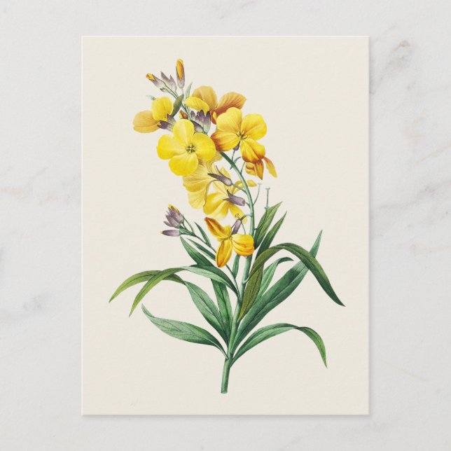 Vintage Wallflower Botanical Illustration Postcard (Front)