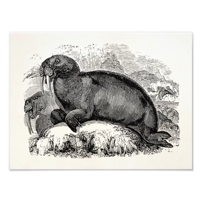 Vintage Walrus 1800s Walruses Illustration Photo Print | Zazzle