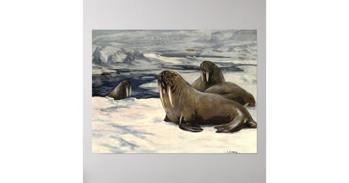 Vintage Walruses by CE Swan Poster | Zazzle