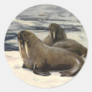Vintage Walruses in the Arctic Snow by CE Swan Classic Round Sticker