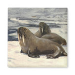 Vintage Walruses in the Arctic Snow by CE Swan Magnet