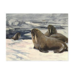 Vintage Walruses in the Arctic Snow by CE Swan Postcard
