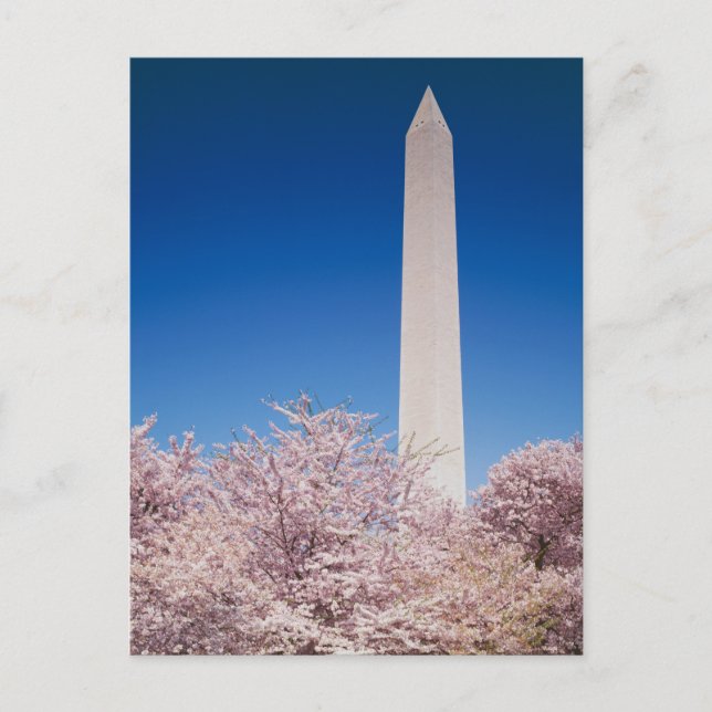 Vintage Washington DC Postcard (Front)