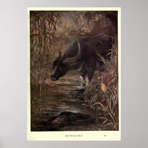 Vintage Water Buffalo Painting 1909 Poster