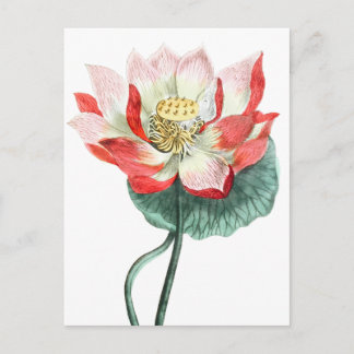 Vintage Water Lily Illustration Spiritual Art Postcard