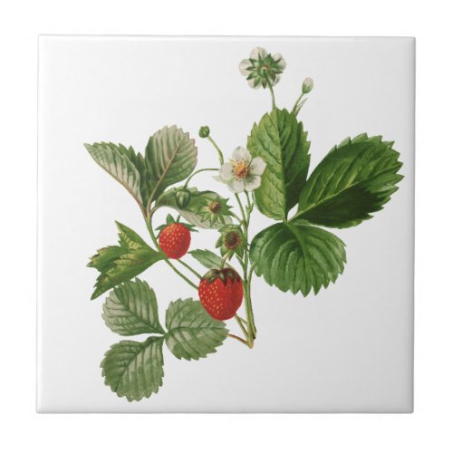 Vintage watercolor strawberry ceramic tile