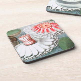 Vintage Waterlily Flowers, Waterlilies in a Pond Beverage Coaster