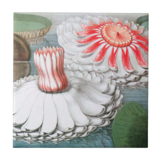 Vintage Waterlily Flowers, Waterlilies in a Pond Ceramic Tile