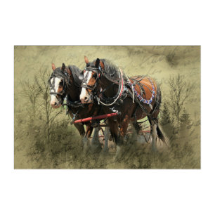 Vintage Weathered Clydesdale Postcard Acrylic Print