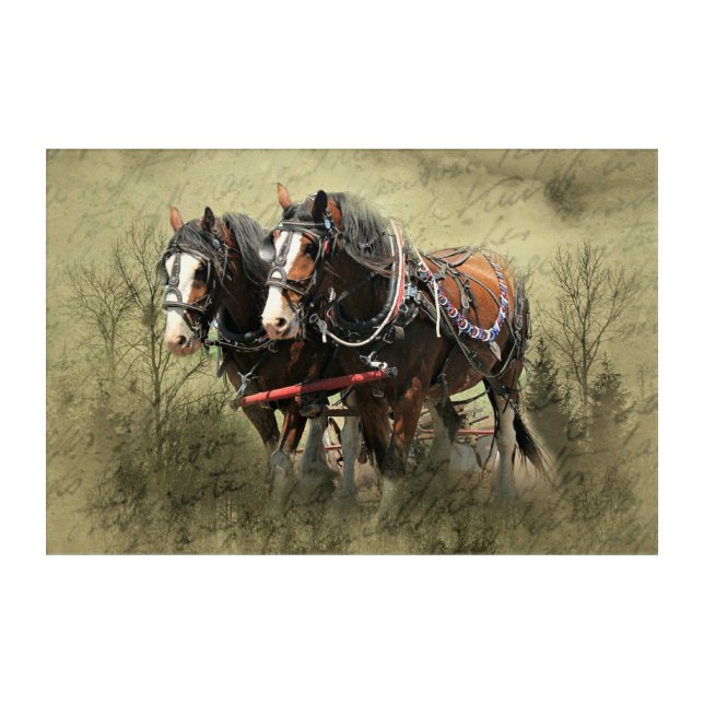 Vintage Weathered Clydesdale Postcard Acrylic Print (Front)