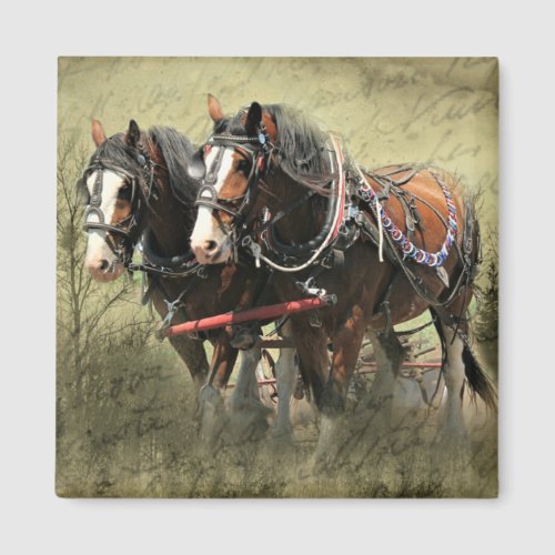 Vintage Weathered Clydesdale Postcard Magnet