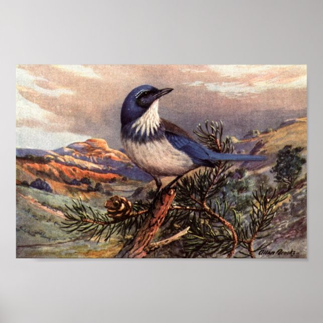 Vintage Western Scrub-Jay Art Poster (Front)