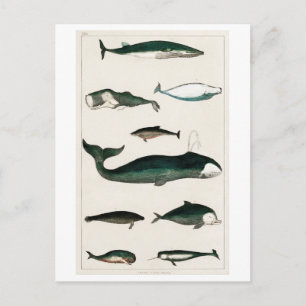 "VINTAGE WHALE COLLECTION" SEALIFE POSTCARD
