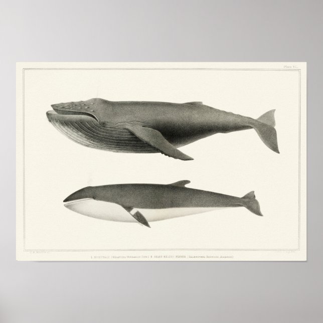 Vintage Whale Illustration Poster (Front)