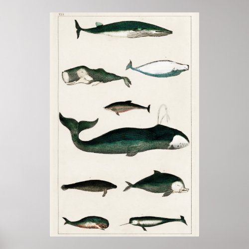 Vintage Whale Illustration Poster