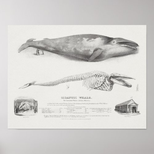 Vintage Whale Illustration Poster