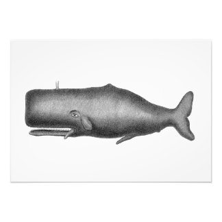 Vintage Whale Photo Print