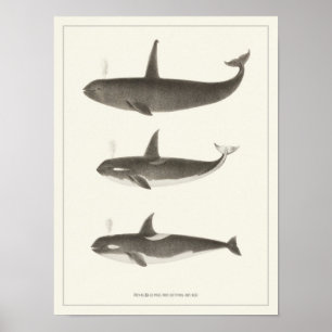 Vintage Whales - Orca or Killer whale Poster