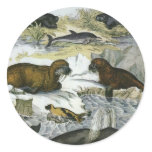Vintage Whales, Seals and Walruses, Marine Animals