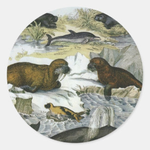 Vintage Whales, Seals and Walruses, Marine Animals