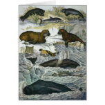 Vintage Whales, Seals and Walruses, Marine Animals