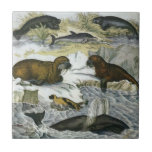 Vintage Whales, Seals and Walruses, Marine Animals Ceramic Tile