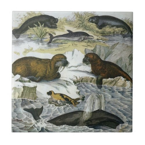 Vintage Whales Seals and Walruses Marine Animals Ceramic Tile