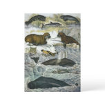 Vintage Whales, Seals and Walruses, Marine Animals Invitation