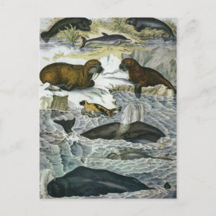 Vintage Whales, Seals and Walruses, Marine Animals Postcard