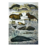 Vintage Whales, Seals and Walruses, Marine Animals Poster