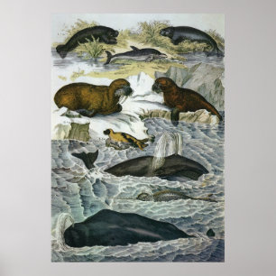 Vintage Whales, Seals and Walruses, Marine Animals Poster