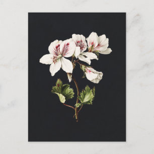 Vintage White and pink Flowers on black Postcard