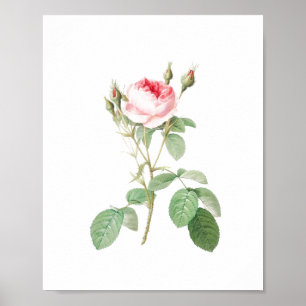 Vintage White and Pink Garden Rose Poster