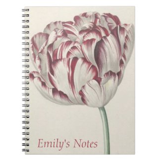 Vintage White and Red Tulip - Dutch Fine Art