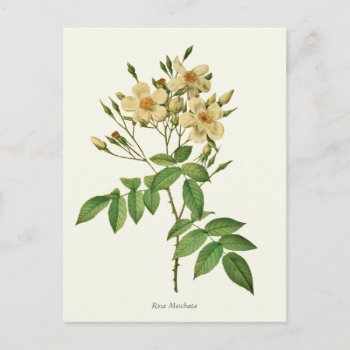 Vintage White And Yellow Rose Botanical Print Postcard by jardinsecret at Zazzle