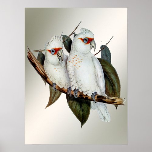Vintage White Birds Cockatoo Green Leaves Wall Poster