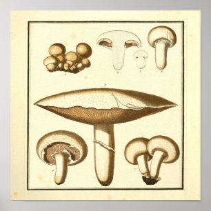 Vintage White Cap Mushrooms Art Print