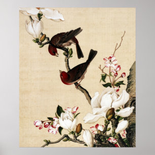Vintage White Magnolia and Birds Art Print