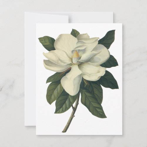 Vintage White Magnolia Blossom Flowers Invitation