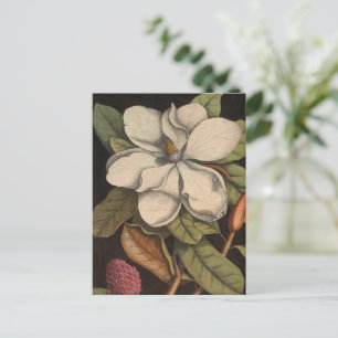 Vintage White Magnolia Botanical Illustration Postcard