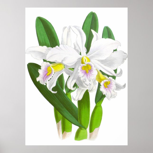 Vintage White Orchid Flower_GA - Poster (Front)