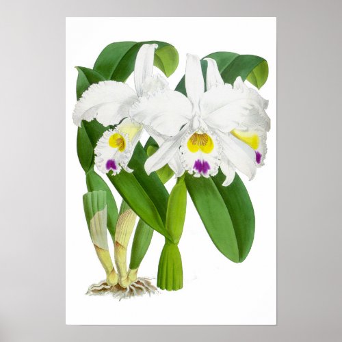 Vintage White Orchid Flower _ Poster