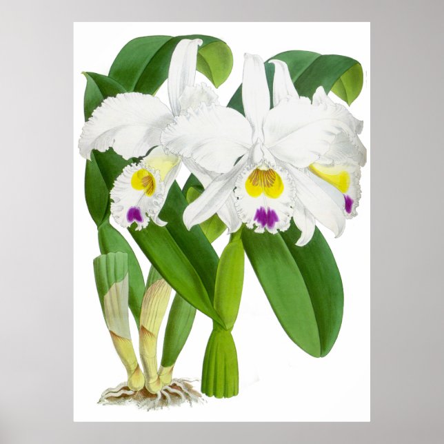 Vintage White Orchid Flower - Poster (Front)