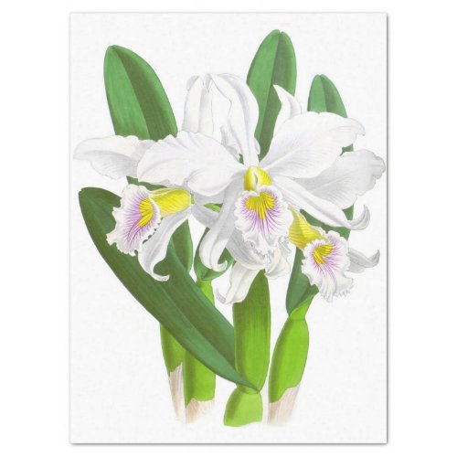Vintage White Orchid Flower Tissue Paper