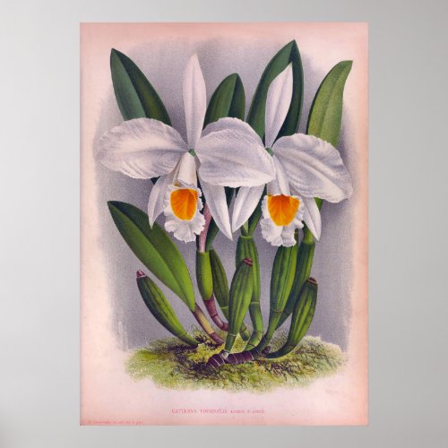 Vintage White Orchids Cattleya Virginalis Poster