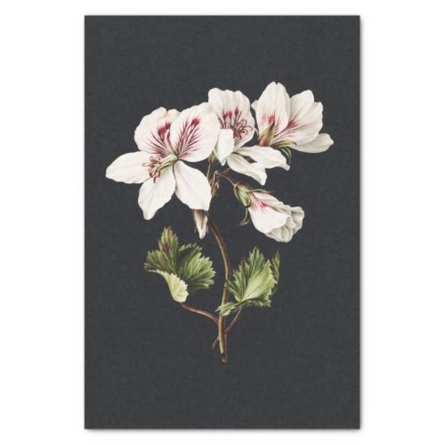 Vintage White Pelargonium Flowers Tissue Paper