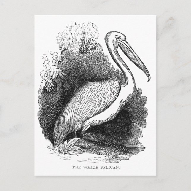 Vintage White Pelican Postcard (Front)