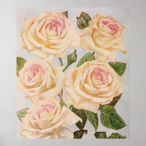 Vintage White Rose Painting 1920 Poster