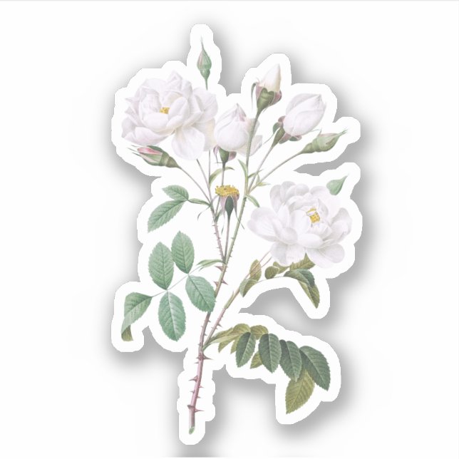 Vintage White Roses Sticker (Front)