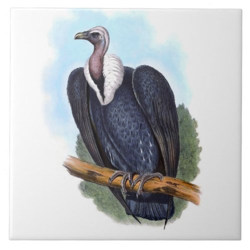 Vintage White_rumped Vulture Bird Illustration Ceramic Tile